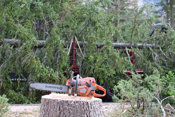 Die eben gefällte Fichte wird bereits in etwa drei Wochen am Rathausplatz in Wien in weihnachtlicher Beleuchtung erstrahlen. (Foto: LPA/Forstbetrieb Agentur Landesdomäne)