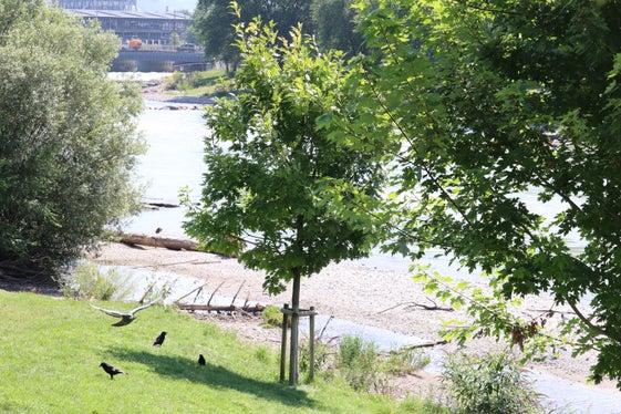 Mit dem Gesamtkonzept Flussraum Bozen soll eine Optimierung der positiven Wirkung der Flüsse auf das Stadtklima erfolgen; im Bild der Blick auf den Eisack kurz vor dem Zusammenfluss mit der Talfer. (Foto: LPA/Maja Clara)