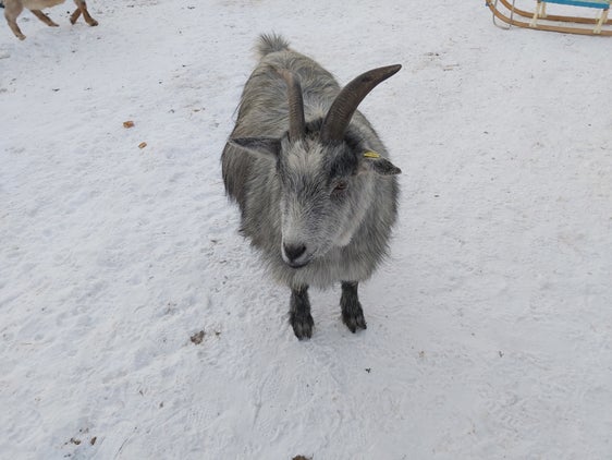 26.945 Ziegen gab es zum 16. Jänner 2023 in Südtirol. Die Überwachung ihrer Gesundheit und jene der anderen Nutztiere ist ein wichtiger Teil der Arbeit des Landestierärztlichen Dienstes. (Foto: LPA/Ulrike Huber)