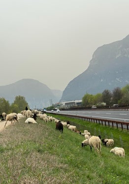 Die Schafe, begleitet von Hirtenhunden und Herdenschutzhunden, einigen Ziegen und einem Esel, grasen derzeit im Abschnitt der Etsch südlich von Neumarkt. (Foto: LPA/Landesamt für Wildbach- und Lawinenverbauung Süd)