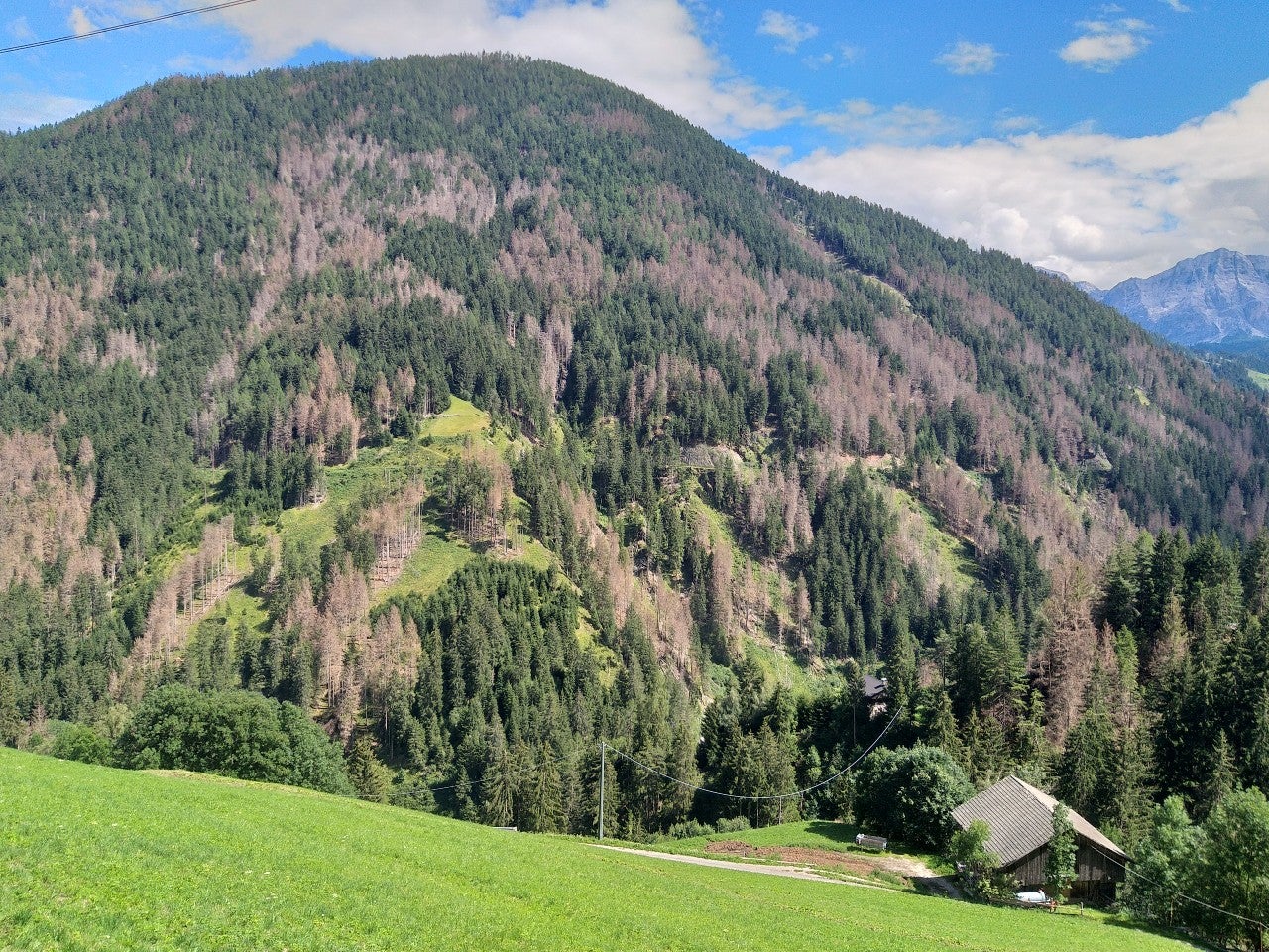 Die Waldagenda 2030+ soll Südtirols Wälder zukunftsfit machen. Darüber wurde beim gestrigen Webinar diskutiert. (Foto: LPA/Marco Pierogiovanna)