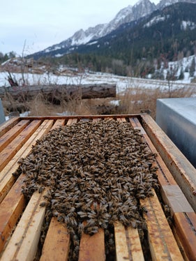 La Giunta provinciale ha approvato le linee guida per la concessione di aiuti nel settore dell'apicoltura in conformità con il regolamento UE. L'immagine mostra una colonia di api nel glomere invernale. (Foto: USP/Ufficio Zootecnia/Jürgen Thomaseth)