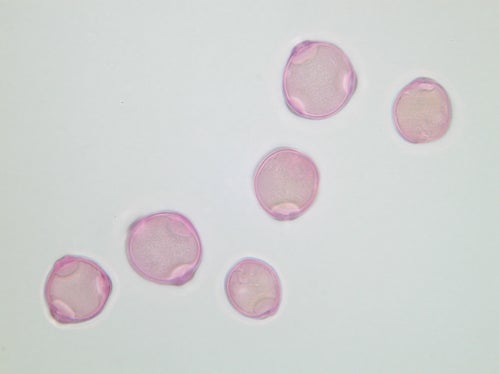 Da quasi trent’anni il Laboratorio biologico dell’Agenzia provinciale per l’ambiente e la tutela del clima assicura una diffusione tempestiva delle informazioni sui pollini tramite il Servizio d’informazione pollinica (Foto: Agenzia ambiente e tutela clima/Widmann)