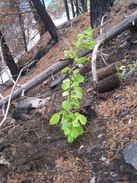 Anche questo cespuglio di nocciole è stato piantato nell'ambito dei lavori di rimboschimento dopo l'incendio del bosco di Laces. (Foto: USP/Ispettorato forestale di Silandro)