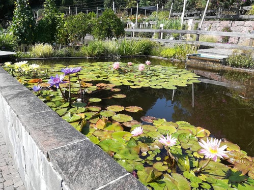 Fioritura di ninfee a Laimburg (Foto: USP/Centro Laimburg/Ivo Corrà)