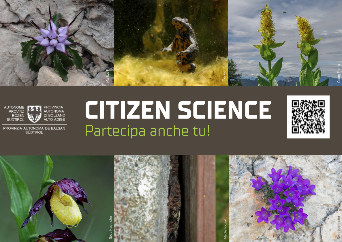 Nell'ambito del progetto di citizen science, si cercano specie che, secondo la Direttiva Habitat, in tutta Europa sono minacciate, rare o endemiche e vengono osservate in Alto Adige. (Collage: Ufficio Natura)

