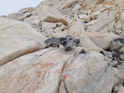Su Cima Fiammante sono stati trovati i resti di un intero branco di stambecchi. I resti sono stati datati al Neolitico; Ötzi visse 1700 anni dopo (Foto: ASP/Stazione forestale di San Leonardo in Passiria)