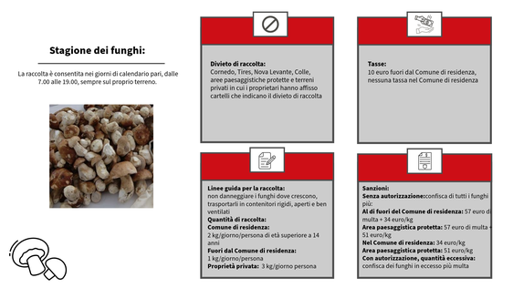 In questo infografico un vademecum per la raccolta dei funghi. (Infografico: ASP/Francesca Tigliani)