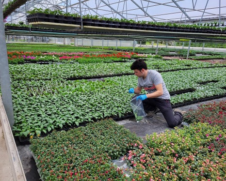 Prelievo di campioni da analizzare: l'immagine mostra uno degli ispettori fitosanitari che ispeziona le piante di pomodoro. (Foto: USP/Servizio Fitosanitario)