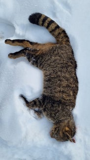 Auf den ersten Blick scheint es sich um eine gewöhnliche Hauskatze zu handeln. Der Expertenblick lässt aber darauf schließen, dass es sich beim angefahrenen Tier im Hochpustertal um eine Europäische Wildkatze handelt - es wäre dies der erste Nachweis in Südtirol. (Foto: LPA/Amt für Jagd und Fischerei)