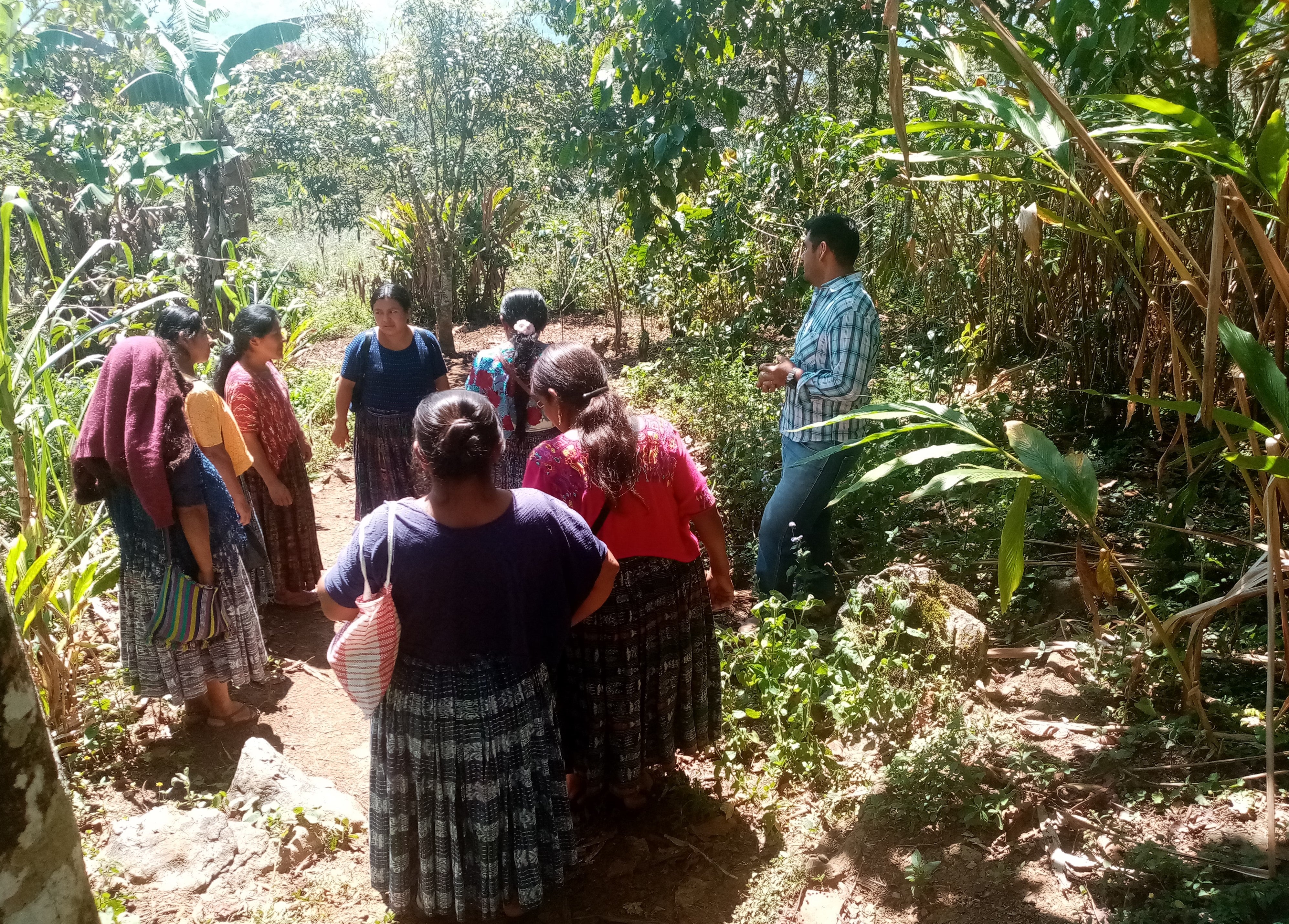 In Guatemala unterstützt das Land Südtirol eine kleine Genossenschaft von Landwirten beim Anbau und der Vermarktung über den fairen Handel von Bio-Avocado. (Foto: LPA/Altromercato)
