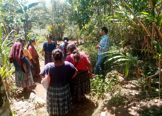In Guatemala unterstützt das Land Südtirol eine kleine Genossenschaft von Landwirten beim Anbau und der Vermarktung über den fairen Handel von Bio-Avocado. (Foto: LPA/Altromercato)

