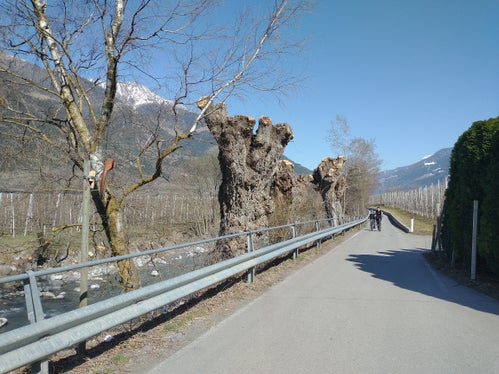 Immer wieder muss bewertet werden, ob Bäume zurückgeschnitten oder gefällt werden müssen, damit sie nicht in den Bach oder auf die vorbeiführenden Wege stürzen und zu gefährlichen Situationen führen. Im Bild aus Sicherheitsgründen gestümmelte Pappeln. (LPA/Landesamt für Wildbach- und Lawinenverbauung West)