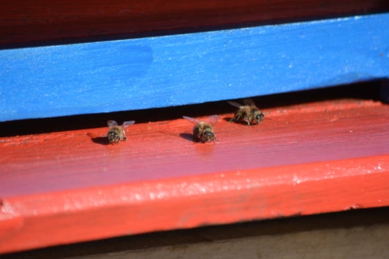 Bei der Errichtung von Bienenständen gibt es Neuerungen: Die maximal zulässige Gebäudehöhe beträgt künftig drei Meter. (Foto: LPA)