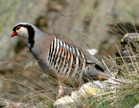 L’habitat della coturnice (nella foto) è costituito da pendii sassosi più o meno ripidi. (Foto: USP/Ufficio provinciale Gestione fauna selvatica)