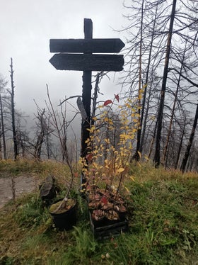 I semi delle latifoglie vengono raccolti dai dipendenti dei giardini forestali provinciali nei boschi locali e le piantine vengono coltivate nei giardini forestali per essere poi piantate nei boschi danneggiati. (Foto: USP/Ispettorato forestale Silandro)