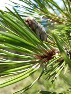 Die Larve des Prozessionsspinners bevorzugt Kiefern und Zedern. Hier entwickeln sie sich in den typischen Seidennestern. (Foto: LPA/Abteilung Forstdienst)