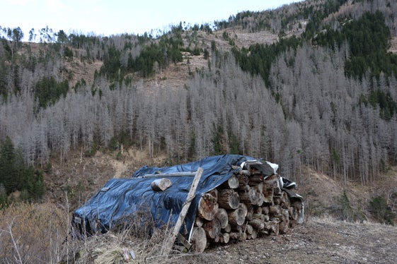 Il bosco di protezione è stata ampiamente danneggiata dall'infestazione del bostrico. (Foto: USP/Dipartimento Agricoltura, Foreste e Turismo/Sabine Pitscheider)