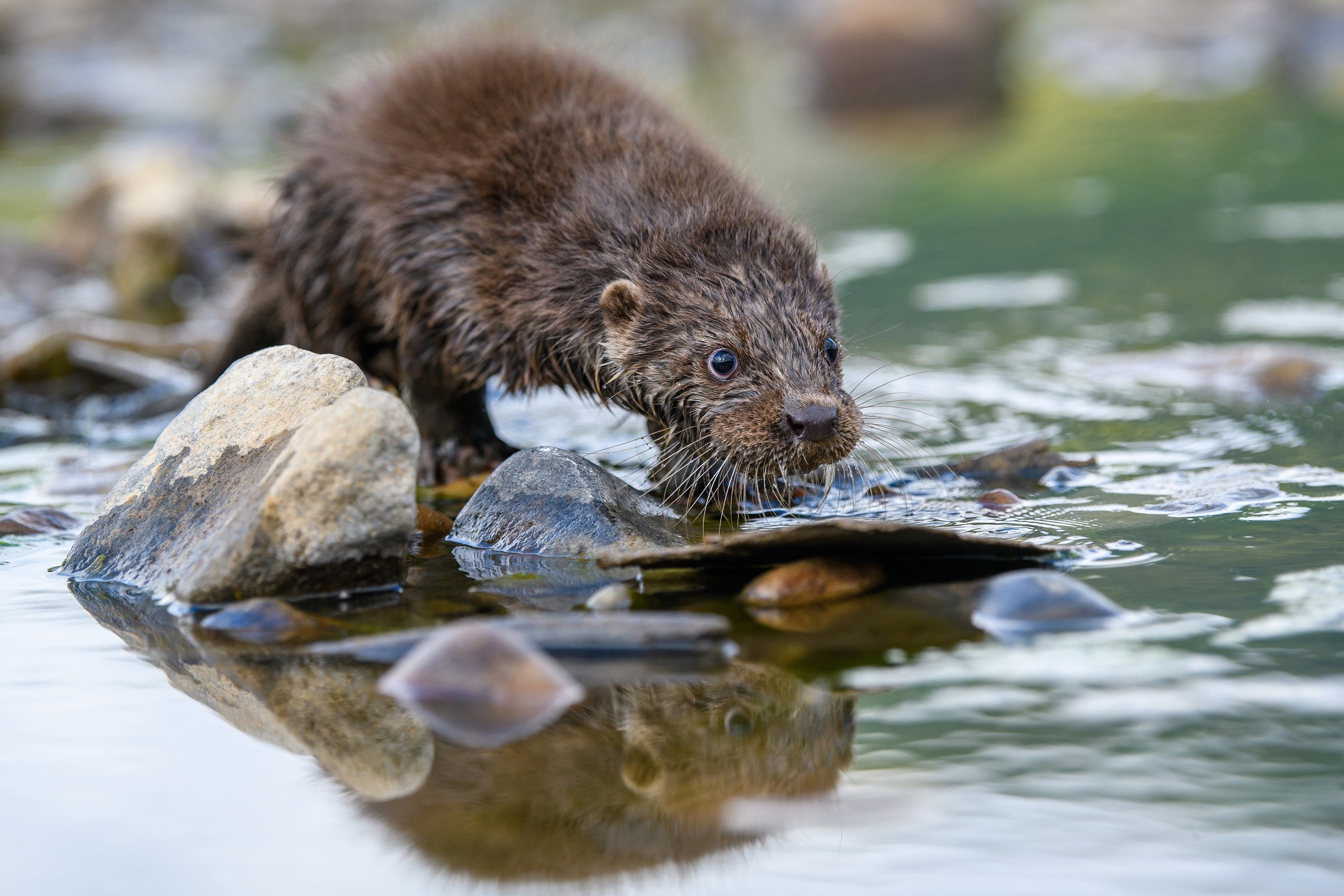 Der Fischotter ist ein an das Wasserleben angepasster Marder, der zu den besten Schwimmern unter den Landraubtieren zählt; er kommt in fast ganz Europa vor und wird etwa 130 Zentimeter lang. (Foto: freepik)