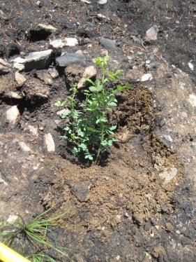 Im Zuge der Aufforstungsarbeiten nach dem Waldbrand in Latsch wurde auch diese Weinrose gepflanzt. (Foto: LPA/Forstinspektorat Schlanders)