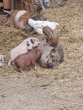 Gesunde Schweine sind glückliche Schweine: Die Afrikanische Schweinepest hat mehrere Betriebe in Oberitalien befallen – mit Informationskampagnen soll versucht werden, die Ausbreitung dieser Tierseuche zu verhindern. (Foto: LPA/Ulrike Huber)