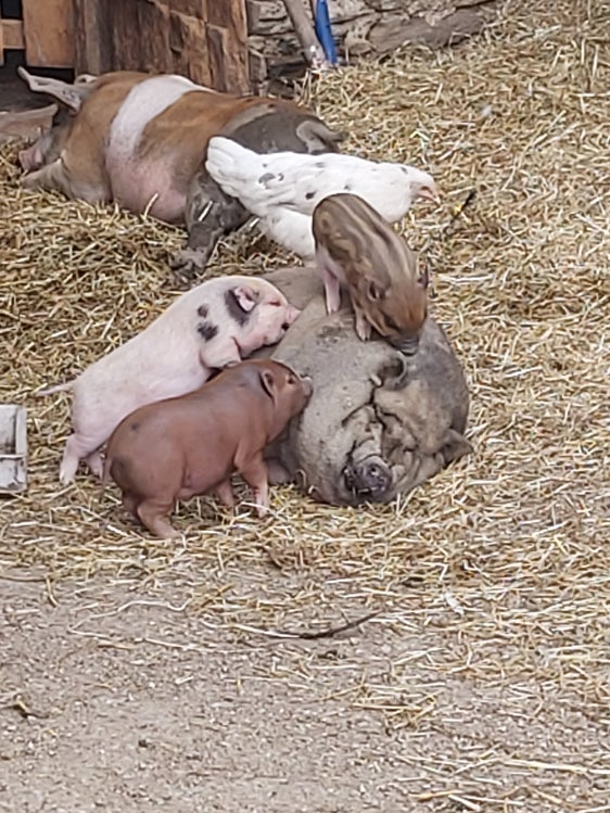 La peste suina africana ha colpito diversi allevamenti nell'Italia settentrionale: sono state organizzate campagne di informazione nel tentativo di prevenire la diffusione di questa malattia animale. (Foto: ASP/Ulrike Huber)