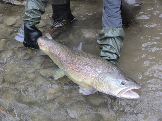 Marmorierte Forellen sind als heimische Art eingestuft. Sie dürfen auch künftig in Gewässer eingesetzt werden - allerdings nur, wenn diese ökologisch nicht funktionieren. (Foto: LPA/Landesamt für Jagd und Fischerei)