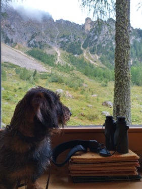 Treuer Begleiter: Der Jagdhund. Auch bei der Wildbeobachtung war er aufmerksam zur Stelle. (Foto: LPA/Forstschule Latemar)