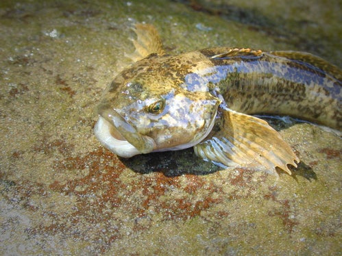 Mühlkoppen sind gute Bioindikatoren für Wasserqualität. In fast allen Hauptgewässern Südtirols kommen sie vor. (Foto: LPA/Amt für Jagd und Fischerei)
