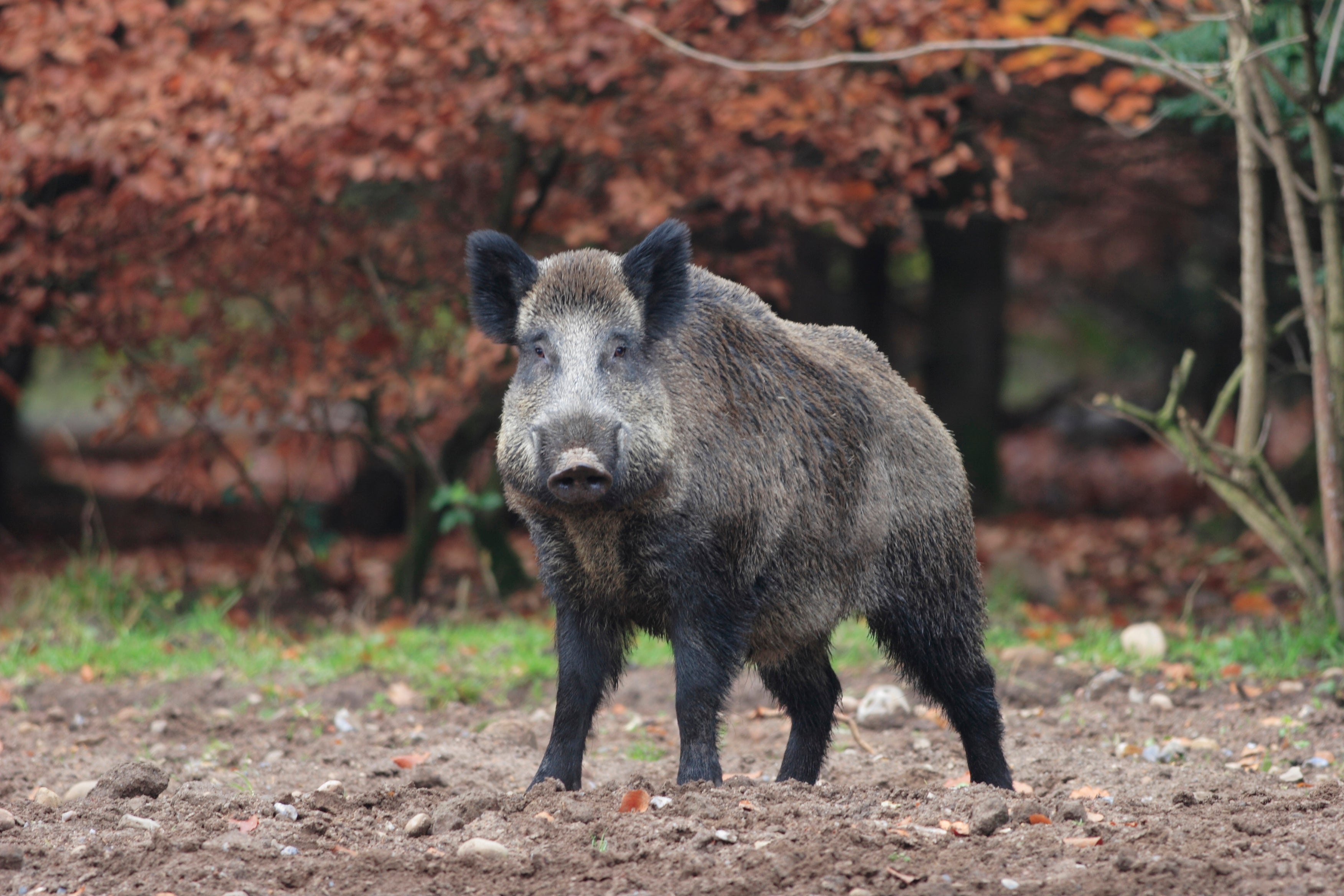 Mehrere Maßnahmen sind wichtig, um die Übertragung der Afrikanischen Schweinepest von Wildschweinen auf die Schweinezucht zu vermeiden. (Foto: LPA/Landesamt für Jagd und Fischerei)