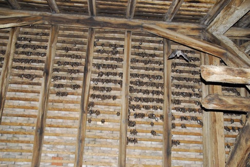 Sono significative le colonie estive di pipistrelli orecchie di topo presenti in diverse chiese dell'Alto Adige. Fino a 2000 femmine si riuniscono ogni primavera nei sottotetti delle chiese per dare alla luce i loro piccoli e allevarli durante l'estate. (Foto: Eva Ladurner)