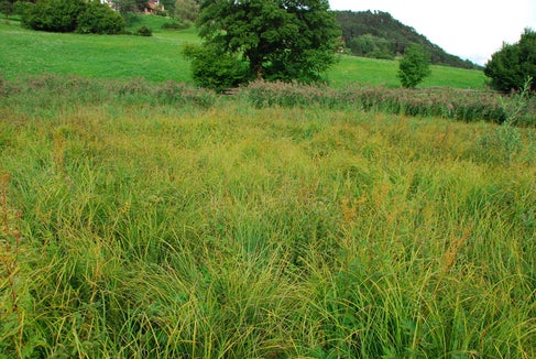 Wichtiges Laichgewässer für Amphibien: Am Kreuzweger Weiher in Jenesien sind Renaturierungsarbeiten im Gange. (Foto: LPA/Landesamt für Natur)