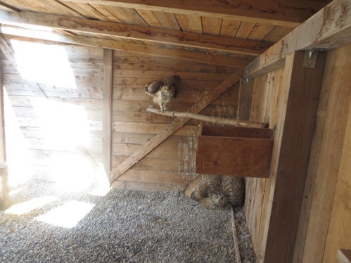 Il gufo reale è una delle specie faunistiche la cui detenzione e vendita sono regolamentate dalla Convenzione di Washington sul commercio internazionale delle specie animali e vegetali selvatiche minacciate di estinzione (CITES). Il personale dell'Ufficio provinciale caccia e pesca è responsabile del controllo e del rispetto di questo accordo in Alto Adige. (Foto: ASP / Ufficio caccia e pesca)