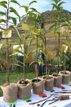 Verschiedene Ökotypen der Kastanie konnten heute bei der Presskonferenz in Augenschein genommen werden. (Foto: LPA/Laimburg Research Cetre/Irene Pancheri)
