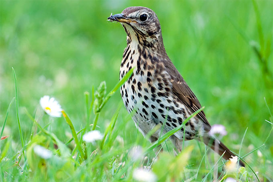 Die Singdrossel (Turdus philomelos) ist eine der häufigsten Vogelarten in Obstbaugebieten, neben der Wacholderdrossel. (Foto: LPA/Forststation Lana)