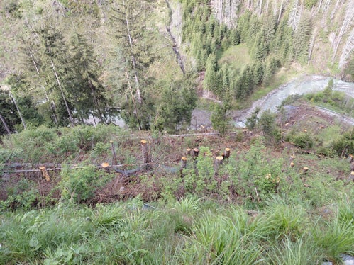 Die Holzarbeiten im geschädigten Schutzwald entlang der Gadertaler Staatsstraße wurden an drei Wochenenden durchgeführt: am 25./26. April, am 9./10. Mai und am 16./17. Mai; aus Sicherheitsgründen musste die Gadertaler Staatsstraße in dieser Zeit abschnittsweise gesperrt werden.  (Foto: LPA/Forstinspektorat Bruneck/Forststation St. Vigil in Enneberg)