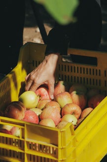 Lavoratrici e lavoratori agricoli stagionali sono impiegati, in Alto Adige, soprattutto nell'ambito della raccolta delle mele, ma anche nella vendemmia. (Foto: pexels.com può essere utilizzata solo per la pubblicazione di questo comunicato stampa)