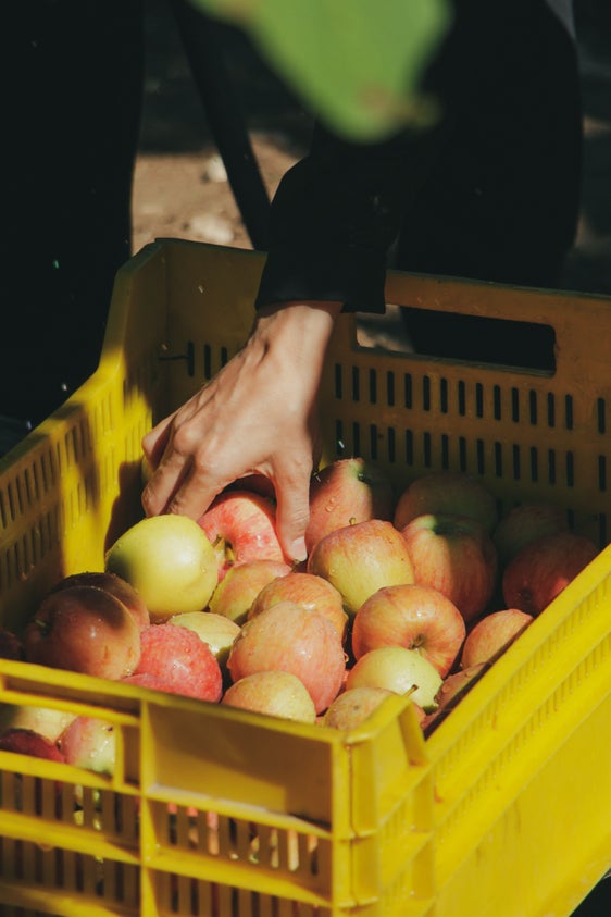 Erntehelferinnen und Erntehelfer sind in Südtirol vor allem bei der Apfelernte, aber auch beim "Wimmen" von großer Bedeutung. (Foto: pexels.com Das Foto darf nur im Rahmen dieser Pressemitteilung verwendet werden)