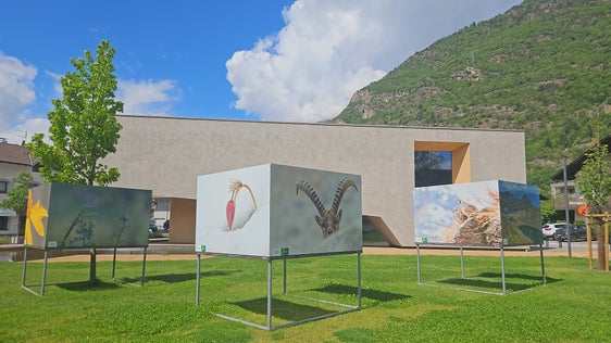 Die neue Freilichtausstellung mit großformatigen Landschafts-, Tier- und Pflanzenfotografien zum Thema 50 Jahre Naturpark ist derzeit vor dem Naturparkhaus in Naturns zu bestaunen. (Foto: LPA/Landesamt für Natur)