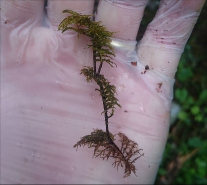 I muschi ricavano la maggior parte dei loro nutrienti direttamente dalle precipitazioni atmosferiche e non dal suolo (Foto: APPA)