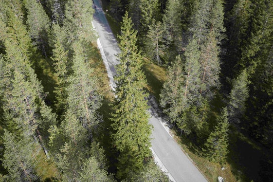 Im Rautal neben der Straße hatte die Fichte etwa 100 Jahre lang ihren Standort. Heute wurde sie gefällt, nun ist sie unterwegs nach Wien. (Foto: LPA/Forstbetrieb Agentur Landesdomäne)