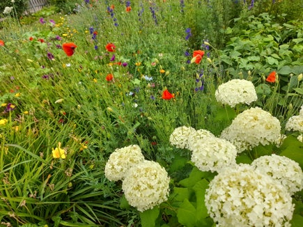 Durante la seduta della Giunta provinciale del 9 settembre, l'assessore Luis Walcher ha presentato una serie di misure per la conservazione dell'ambiente naturale e della biodiversità che sono già state attuate o sono in fase di pianificazione in Alto Adige. (Foto: USP/Maja Clara)