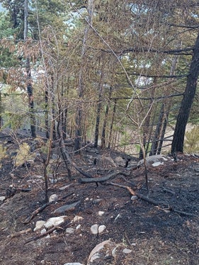Nur durch das entschlossene und schnelle Eingreifen der Feuerwehren sowie die Unterstützung durch den Löschhubschrauber und das Forstpersonal konnte der Brand rasch unter Kontrolle gebracht werden. (Foto: LPA/Forstinspektorat Schlanders)