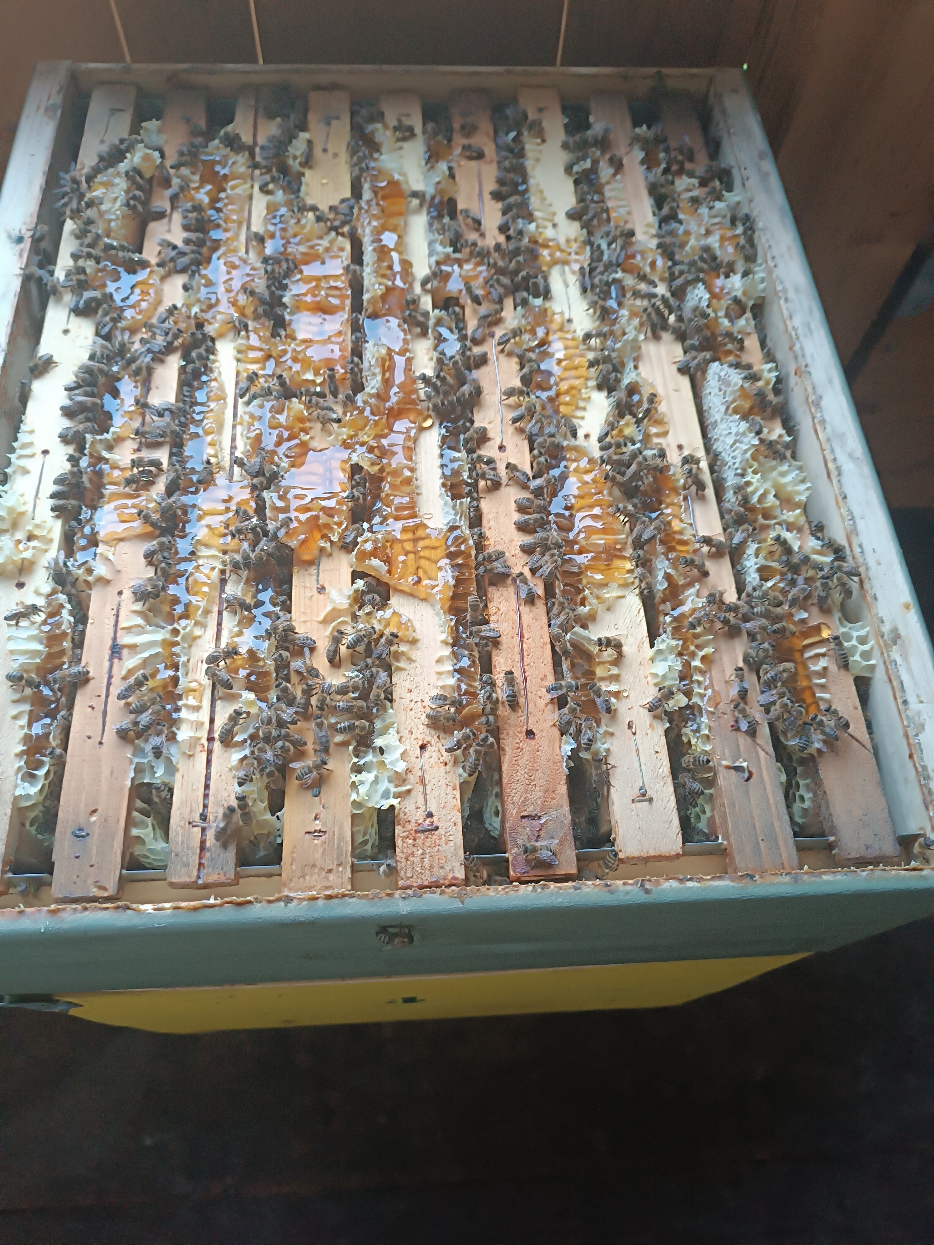In Alto Adige sono registrate 40.900 colonie di api. L'immagine mostra una camera di liquefazione del miele riempita da una colonia di api. (Foto: USP/Ufficio Zootecnia/Jürgen Thomaseth)