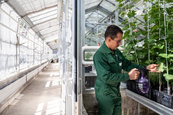 Il settore Difesa delle piante del Centro Laimburg è impegnato già da diversi anni nella ricerca applicata per sviluppare trattamenti di precisione e di lotta biologica agli organismi dannosi. (Foto: USP/Centro di Sperimentazione Laimburg/Ivo Corrà)