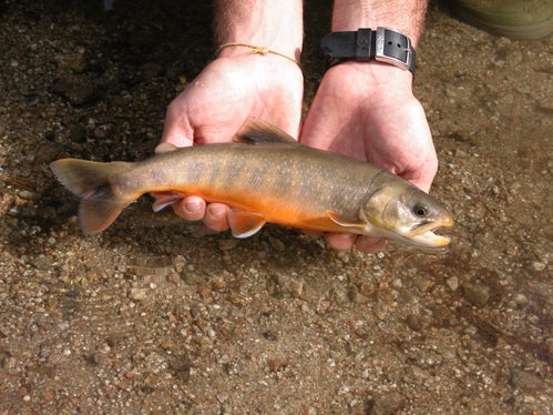 In der Woche vom 3. bis zum 7. August führen Mitarbeiter des Landesamtes für Wildtiermanagement eine Fischbestandserhebung im Pragser Wildsee durch. Im Bild ein Seesaibling, die zu den Salmoniden gehörende Leitfischart im Pragser Wildsee. (Foto: LPA/Landesamt für Wildtiermanagement)