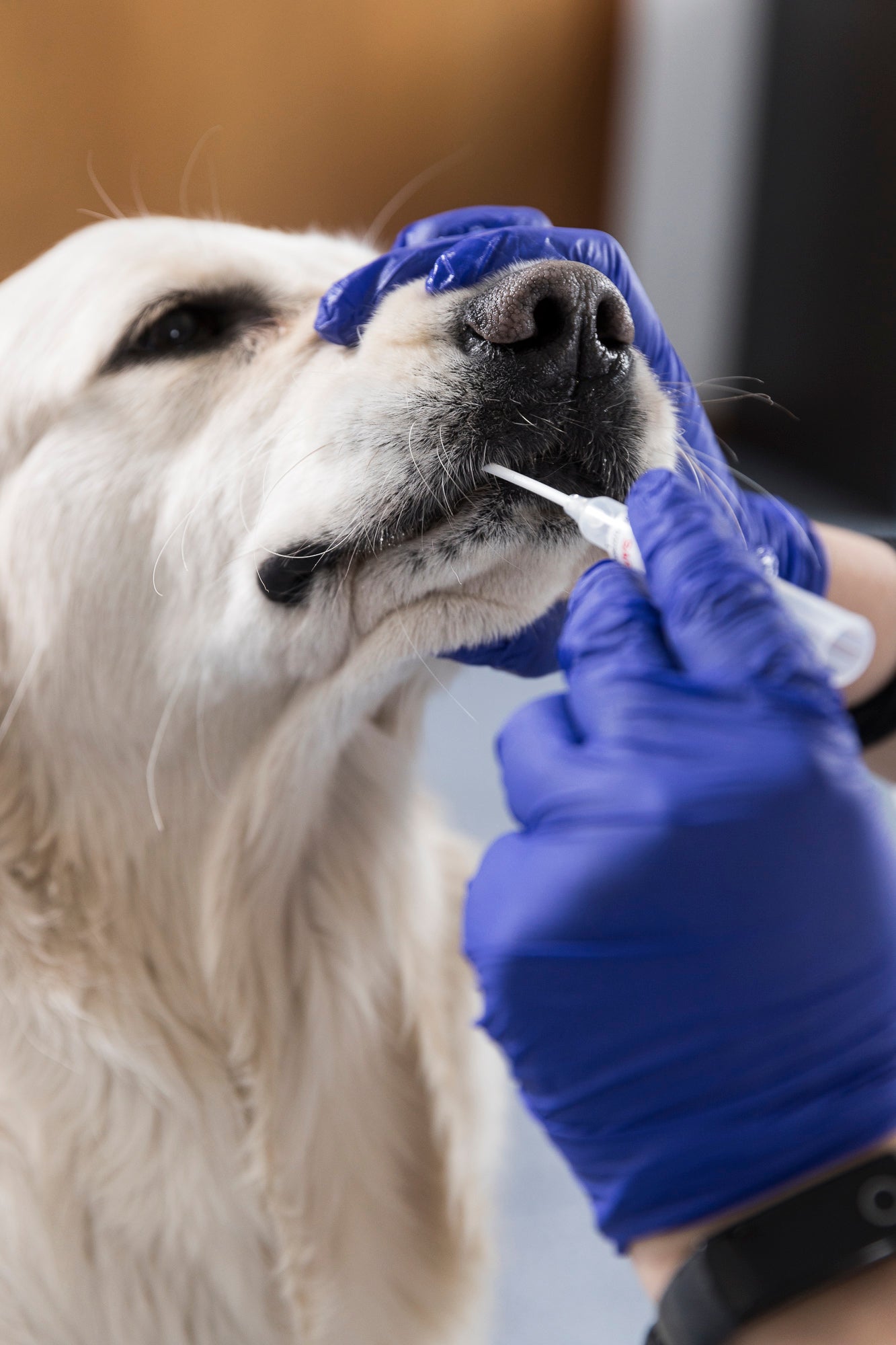 Ulteriori veterinari per il test del DNA canino saranno disponibili dalla fine di gennaio alla fine di marzo (Foto: ASP/Tiberio Sorvillo)