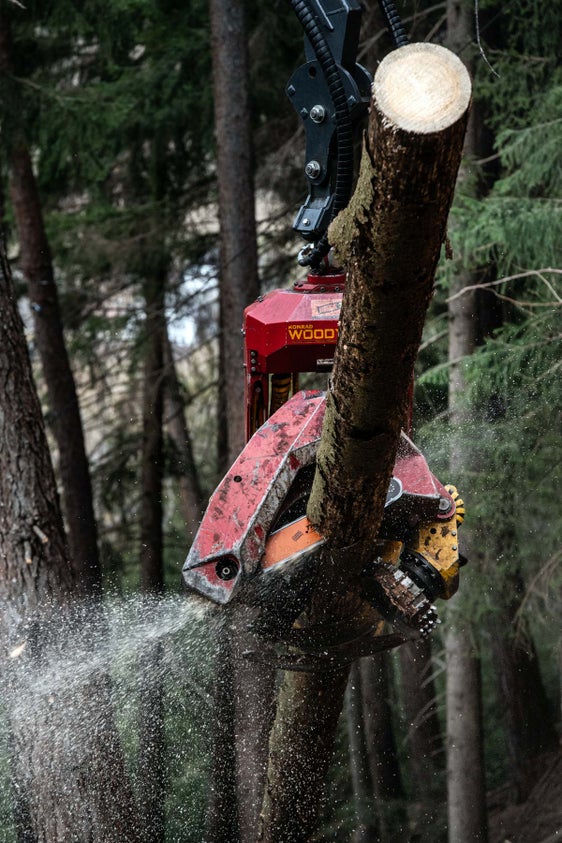 Il 1° giugno sarà il "Click Day" per le domande di contributo nel settore forestale e del legno. I fondi, 10 milioni di euro di contributi in conto capitale, saranno assegnati in ordine cronologico (Foto: ASP/Ivo Corrà)