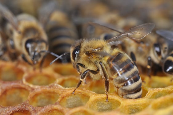 Bienen auf leeren Waben: Wegen der schlechten Honigsaison 2021 unterstützt das Land Südtirols Imkerinnen und Imker. (Foto: Fachschule Laimburg/Andreas Platzer)