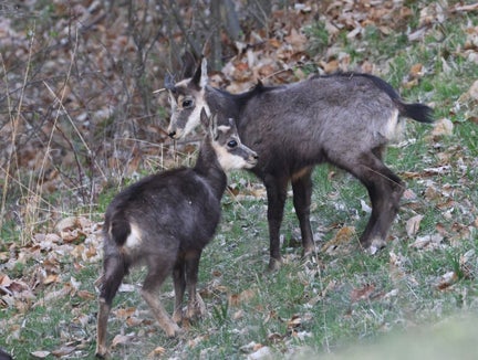 Attraverso il Fondo del paesaggio, che fa capo alla Ripartizione Natura, Paesaggio e Sviluppo del territorio della Provincia, vengono sostenuti anche interventi di miglioramento degli habitat del camoscio (nella foto), specie protetta, nonché del gallo cedrone e del fagiano di monte. (Foto: USP/Horand I. Maier)